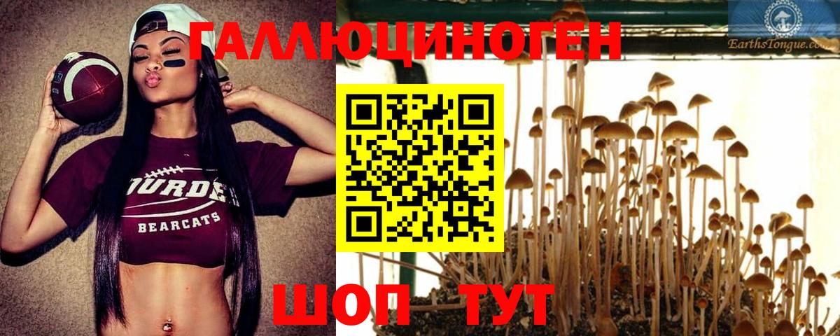 Псилоцибиновые грибы Psilocybine cubensis Алейск