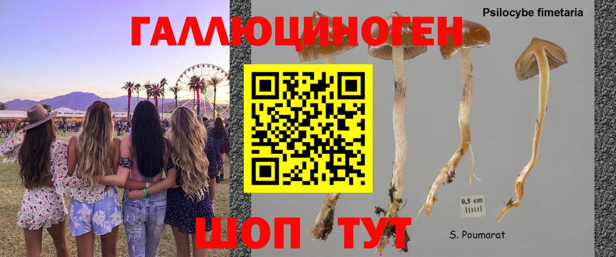 Псилоцибиновые грибы Psilocybine cubensis  Вход с VPN  Алейск 